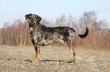 LEOPARD DOG (Louisiana Catahoula)